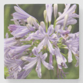 Lily van het Onderzetter Nile Stone (Voorkant)