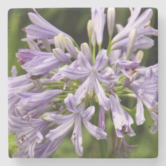 Lily van het Onderzetter Nile Stone (Voorkant)