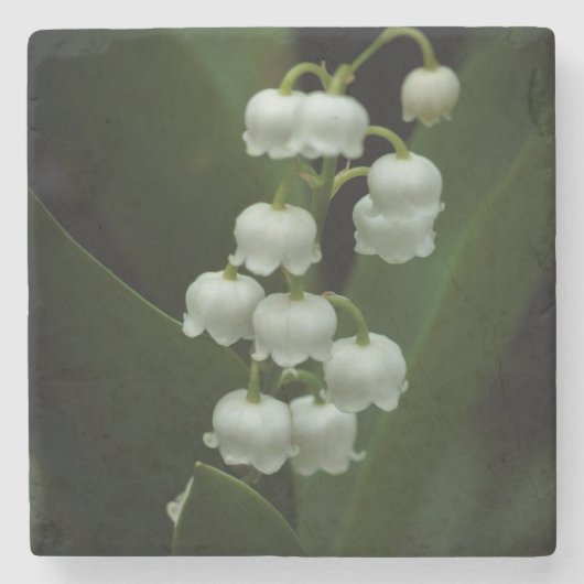 Lily van het Onderzetter van de vallei (Voorkant)