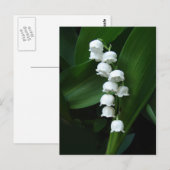Lily van het Valley briefkaart (Voorkant / Achterkant)