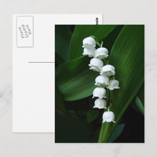 Lily van het Valley briefkaart (Voorkant / Achterkant)