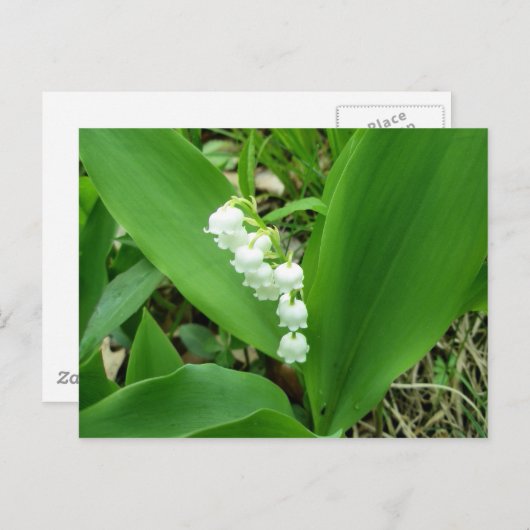 Lily van het Valley Briefkaart (Voorkant / Achterkant)