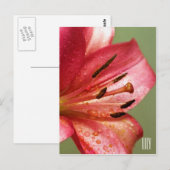 Lily Vertical Briefkaart (Voorkant / Achterkant)