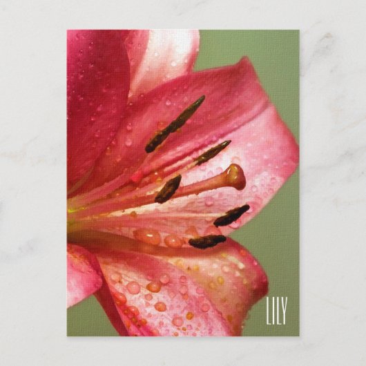 Lily Vertical Briefkaart (Voorkant)