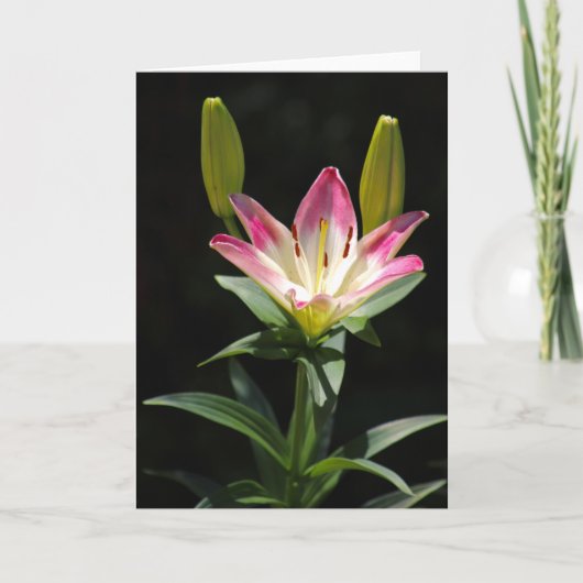 Lily wenskaart kaart (Voorkant)
