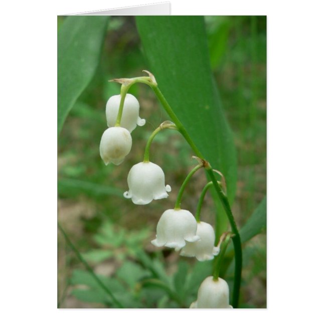 Lily White Flowers (Voorkant)