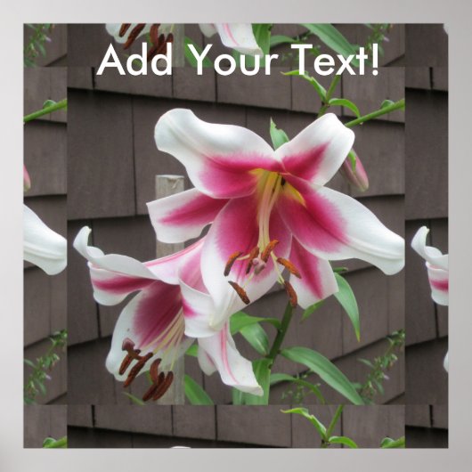 Lily White Paars House Plant Poster (Voorkant)