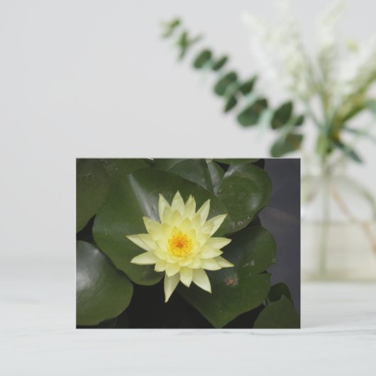 Lilypad Briefkaart (Staand voorkant)