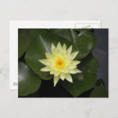 Lilypad Briefkaart (Voorkant / Achterkant)