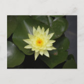 Lilypad Briefkaart (Voorkant)