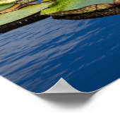 Lilypad Poster (Hoek)