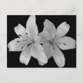 Lilys Briefkaart (Voorkant)