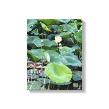 Lilyshade Silence 11 x 14