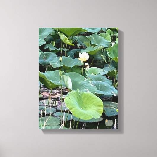 Lilyshade Stilte 11 x 14 Canvas Afdruk (Voorkant)