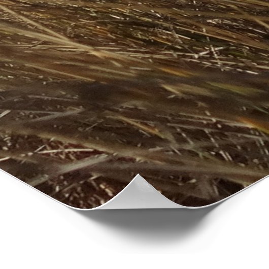 Limantour Beach at Point Reyes II Poster (Hoek)