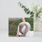 Limazzol zoo flamingo briefkaart (Staand voorkant)