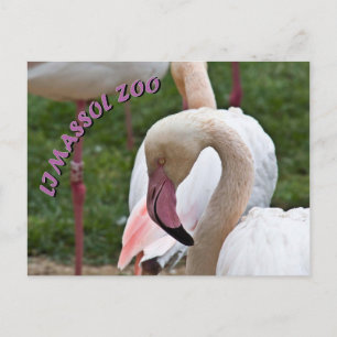 Limazzol zoo flamingo briefkaart