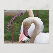 Limazzol zoo flamingo briefkaart (Voorkant)