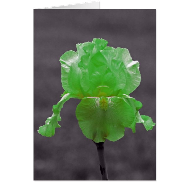 Lime Green Iris (Voorkant)