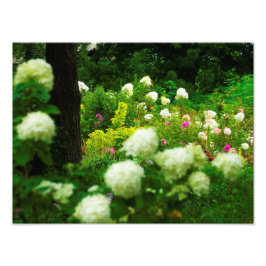 Limelight Hortensia's in Mijn Rubio Tuin Foto Afdruk