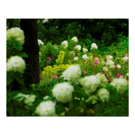 Limelight Hortensia's in Mijn Rubio Tuin Perfect Poster