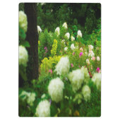 Limelight Hydrangea's in Mijn Rubio Tuin Klembord (Achterkant)