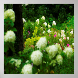 Limelight Hydrangea's in Mijn Rubio Tuin Poster