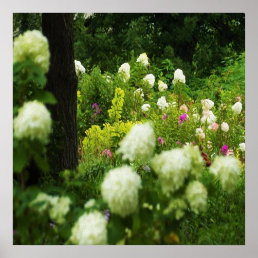 Limelight Hydrangea's in Mijn Rubio Tuin Poster (Voorkant)