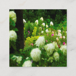 Limelight Hydrangea's in Mijn Rubio Tuin Vierkante Visitekaartje