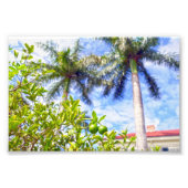 Limequats in Florida Foto Afdruk (Voorkant)