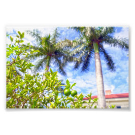 Limequats in Florida Foto Afdruk