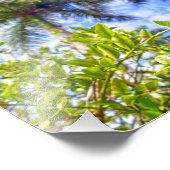 Limequats in Florida Foto Afdruk (Hoek)