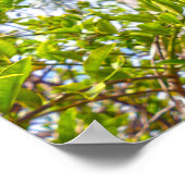 Limequats in Florida Poster (Hoek)