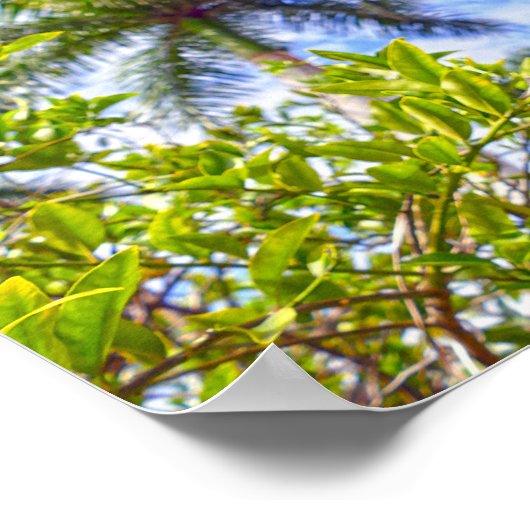 Limequats in Florida Poster (Hoek)