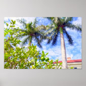 Limequats in Florida Poster (Voorkant)