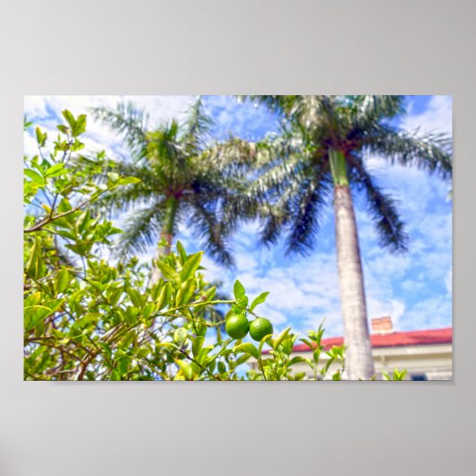 Limequats in Florida Poster (Voorkant)