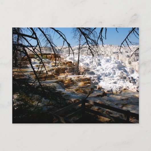 Limestone terrace Mammoth Hot Spring Yellowstone Briefkaart (Voorkant)