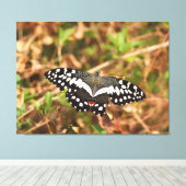 Limevlinder in het wild Beschadigde vleugels, onge Canvas Afdruk (Insitu (Houten vloer))