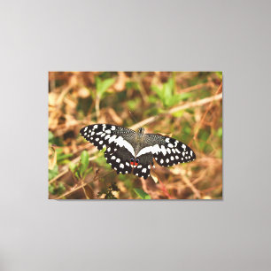 Limevlinder in het wild Beschadigde vleugels, onge Canvas Afdruk