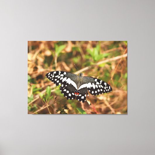 Limevlinder in het wild Beschadigde vleugels, onge Canvas Afdruk (Voorkant)
