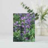 Limoen Blue False Indigo (Baptisia Australis) flow Briefkaart (Staand voorkant)