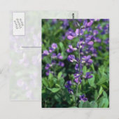 Limoen Blue False Indigo (Baptisia Australis) flow Briefkaart (Voorkant / Achterkant)