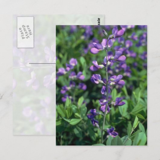 Limoen Blue False Indigo (Baptisia Australis) flow Briefkaart (Voorkant / Achterkant)