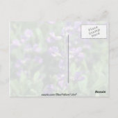 Limoen Blue False Indigo (Baptisia Australis) flow Briefkaart (Achterkant)