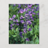 Limoen Blue False Indigo (Baptisia Australis) flow Briefkaart (Voorkant)