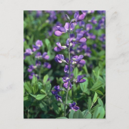 Limoen Blue False Indigo (Baptisia Australis) flow Briefkaart (Voorkant)