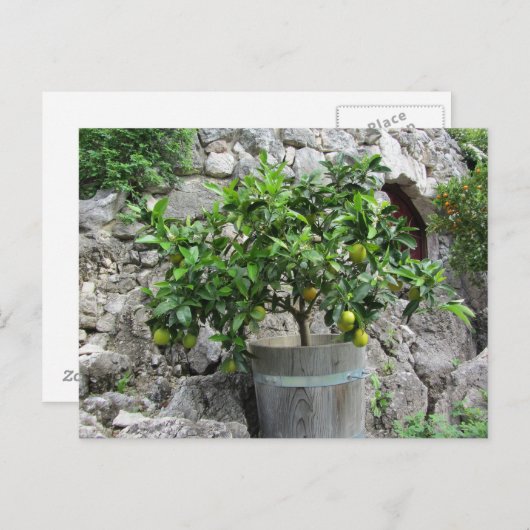 Limoen Briefkaart (Voorkant / Achterkant)