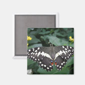 Limoen Butterfly en bloemen Magnet (Voorkant / Achterkant)