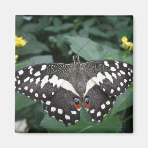 Limoen Butterfly en bloemen Magnet