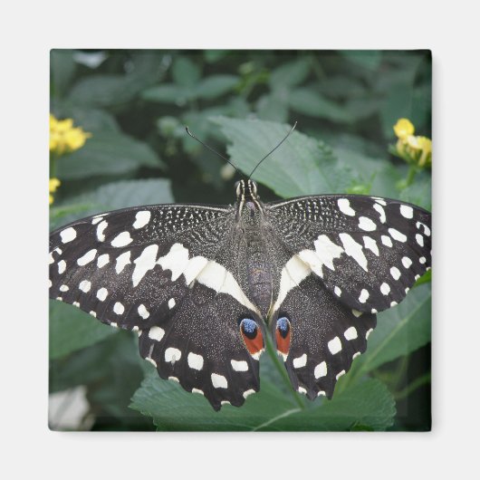 Limoen Butterfly en bloemen Magnet (Voorkant)